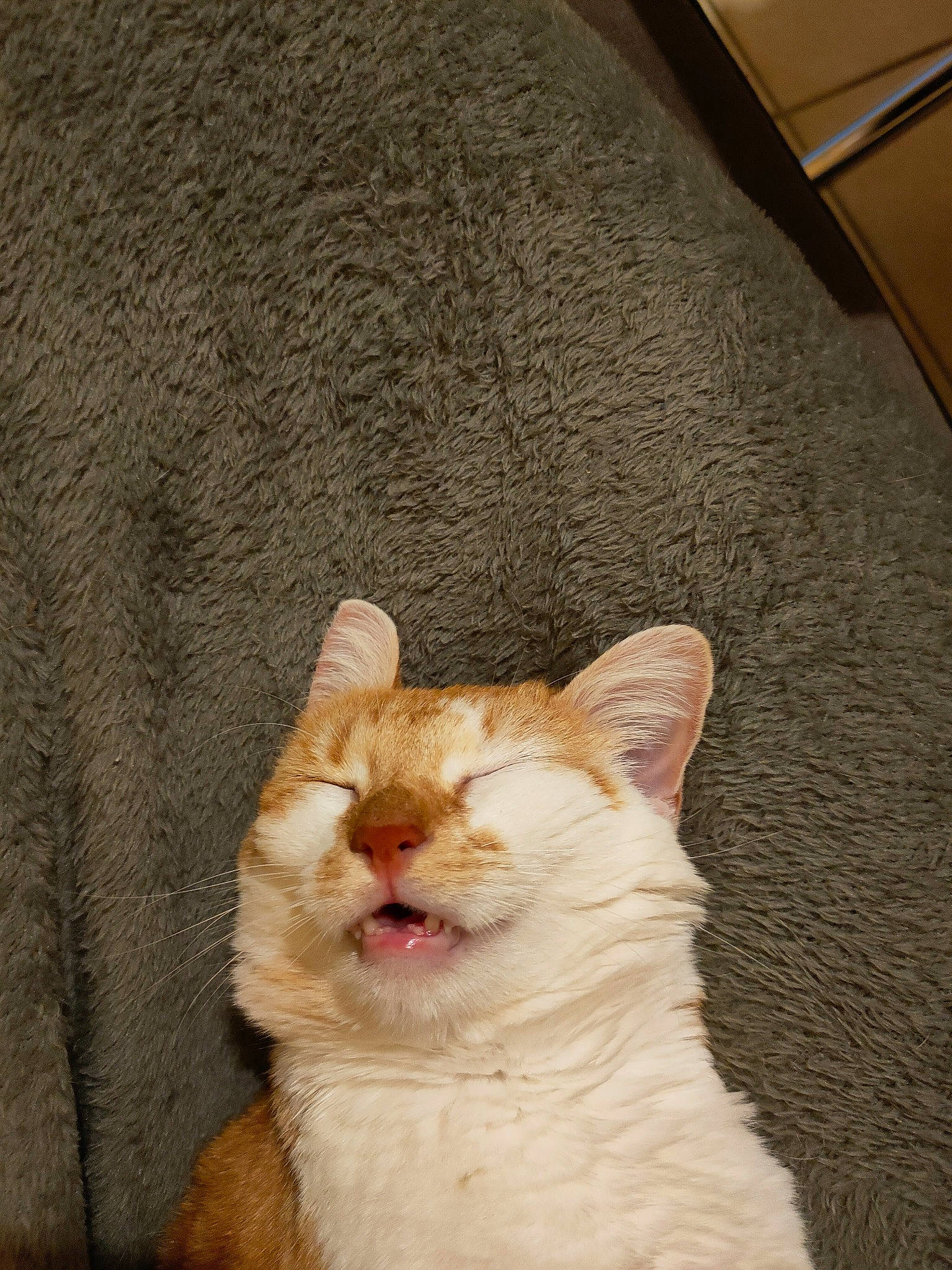 Pandore a rejoint le concours — aidez-le/la à gagner de superbes lots ! carnivore, cat, claw, domestic_short_haired_cat, fang, fawn, felidae, flooring, foot, fur, paw, small_to_medium_sized_cats, snout, tail, terrestrial_animal, whiskers, window, wood