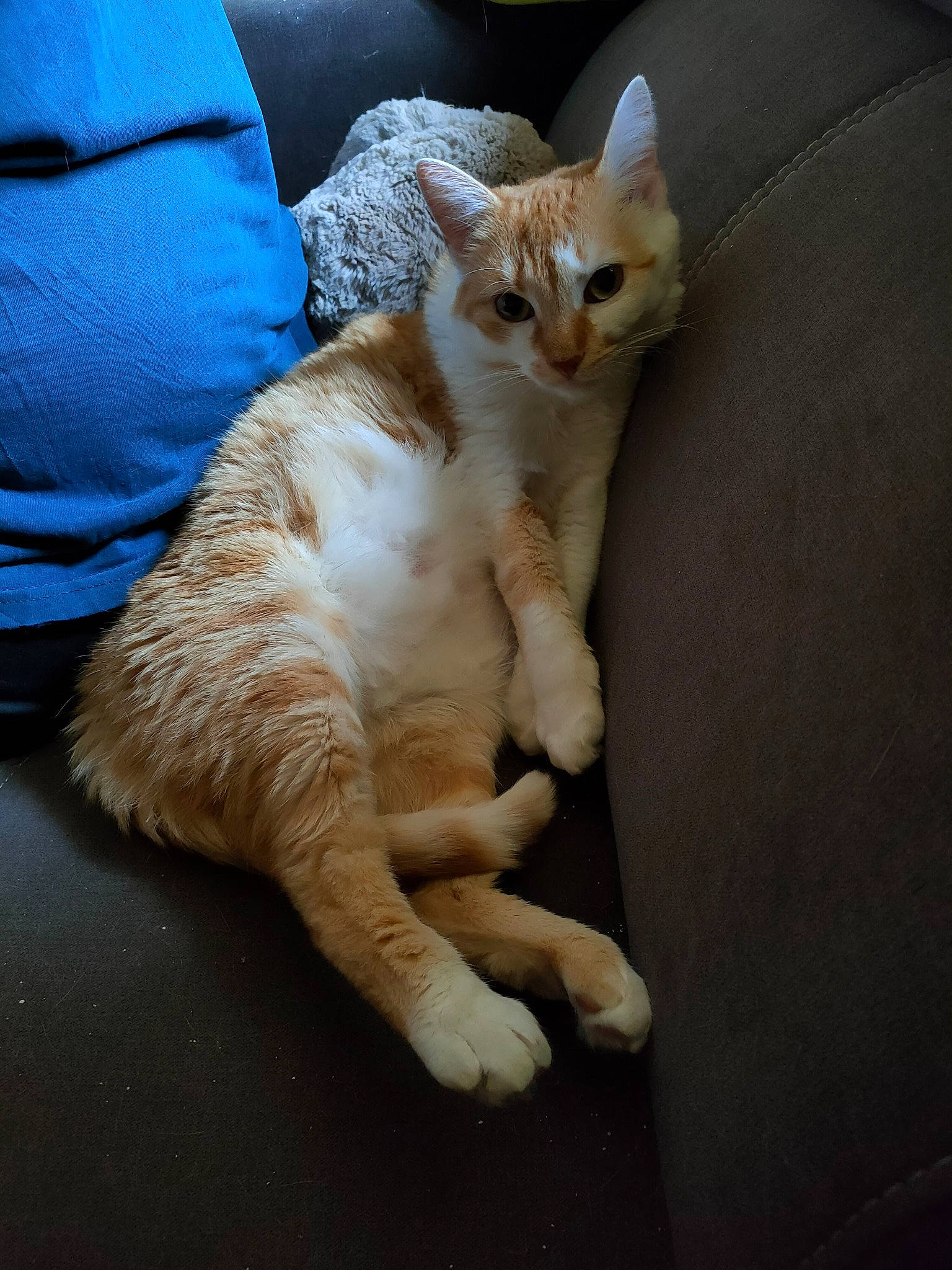 Pandore participe au concours pour gagner de l'argent avec cette photo : carnivore, cat, claw, comfort, companion_dog, domestic_short_haired_cat, fawn, felidae, foot, fur, paw, photo_caption, sitting, small_to_medium_sized_cats, tail, terrestrial_animal, whiskers, wood