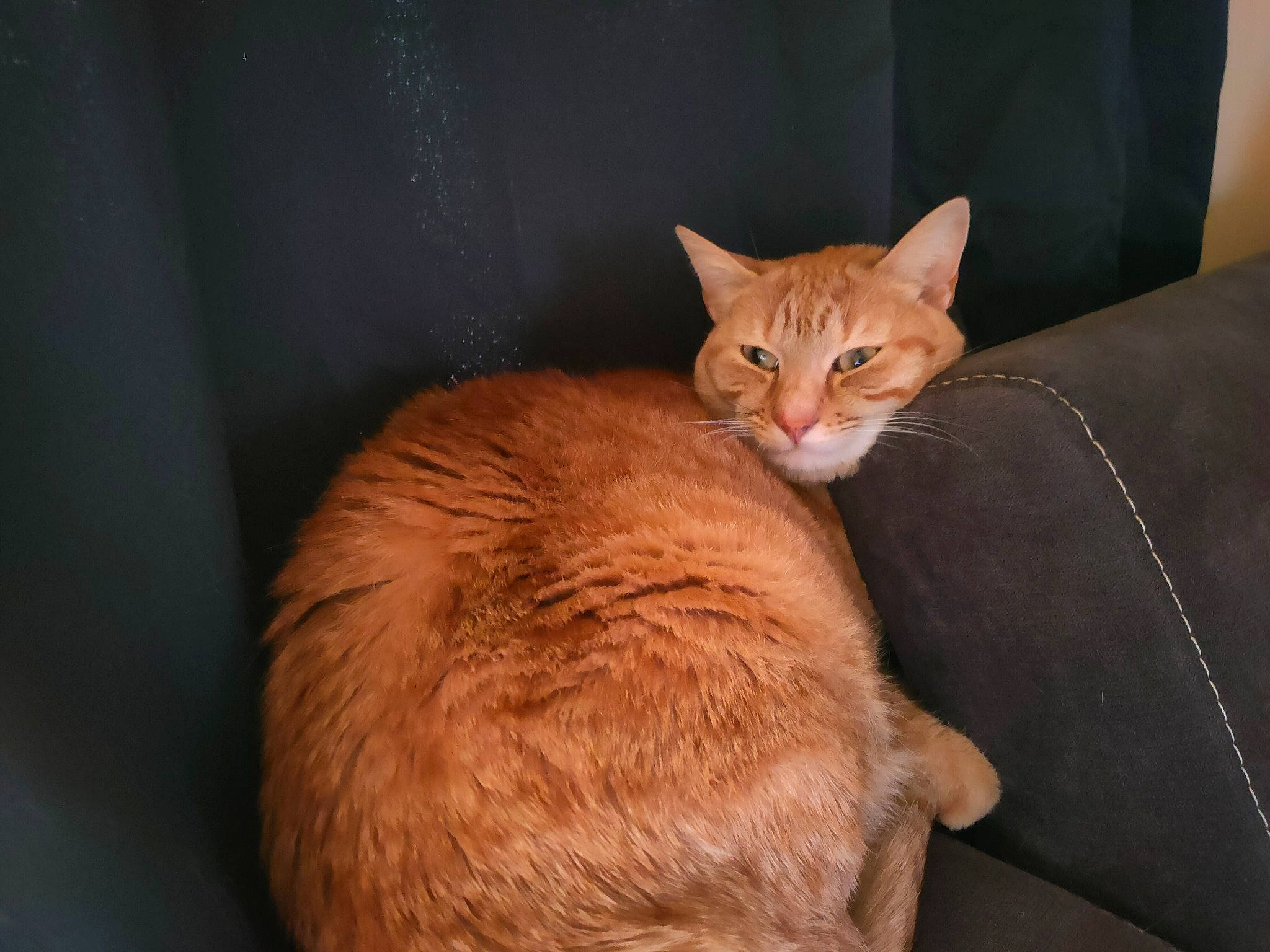 Prout participe au concours pour gagner de l'argent avec cette photo : brown, carnivore, cat, comfort, domestic_short_haired_cat, eye, fawn, felidae, fur, head, paw, room, sitting, small_to_medium_sized_cats, snout, tail, terrestrial_animal, whiskers, wildlife, wood