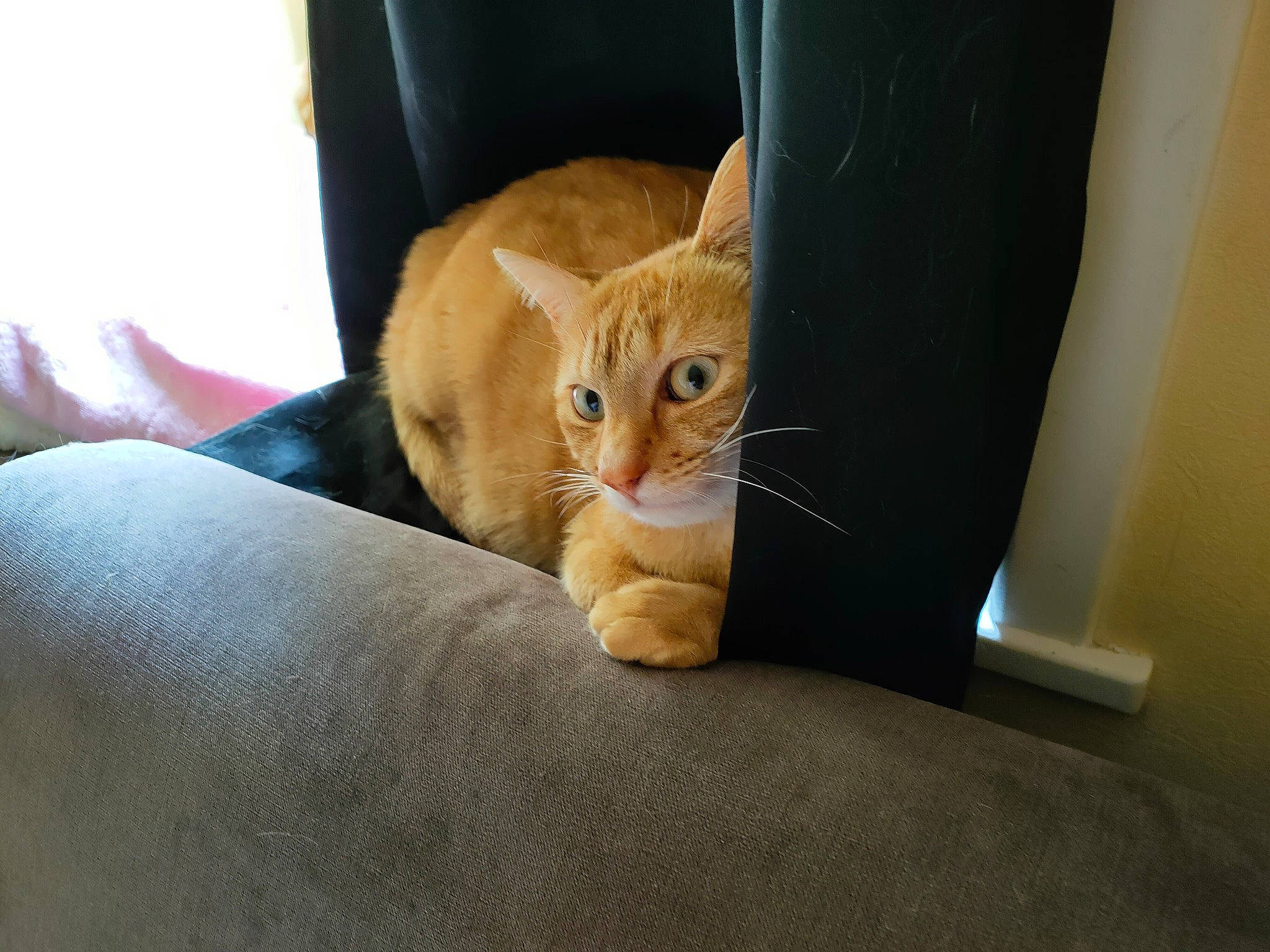 Prout participe au concours pour gagner de l'argent avec cette photo : carnivore, cat, comfort, couch, curtain, domestic_short_haired_cat, door, fawn, felidae, fur, linens, room, sitting, small_to_medium_sized_cats, snout, tail, textile, whiskers, window, wood