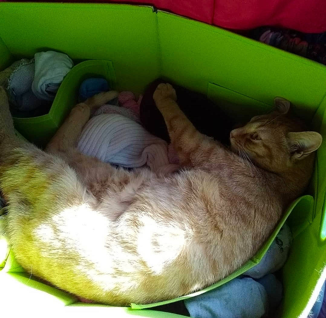 Prout a rejoint le concours — aidez-le/la à gagner de superbes lots ! canidae, carnivore, cat, claw, comfort, companion_dog, dog_breed, domestic_short_haired_cat, fawn, felidae, fur, mammal, nap, paw, small_to_medium_sized_cats, snout, sporting_group, tail, vertebrate, whiskers