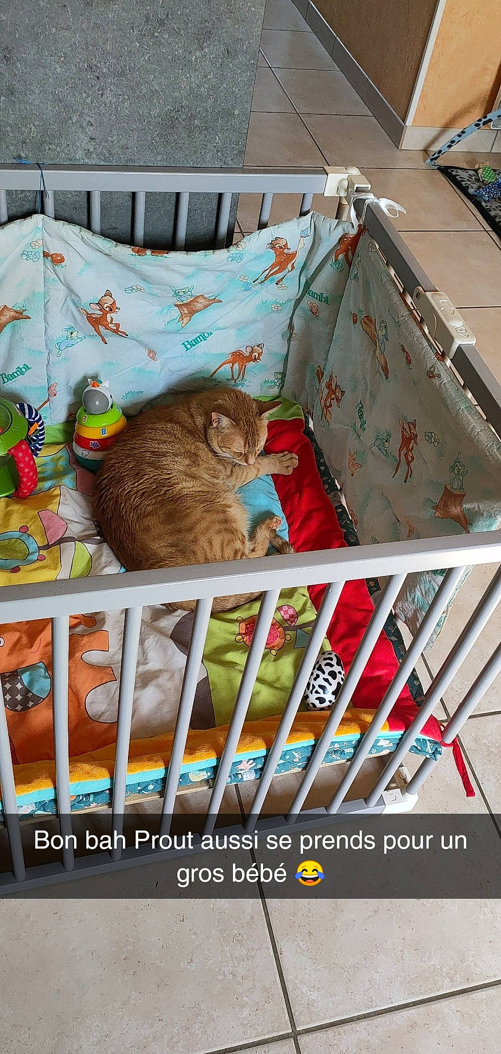 Prout participe au concours pour gagner de l'argent avec cette photo : art, box, carnivore, cat, domestic_short_haired_cat, fawn, felidae, fur, grass, illustration, outdoor_furniture, photo_caption, plant, publication, room, small_to_medium_sized_cats, tail, whiskers, wildlife, wood