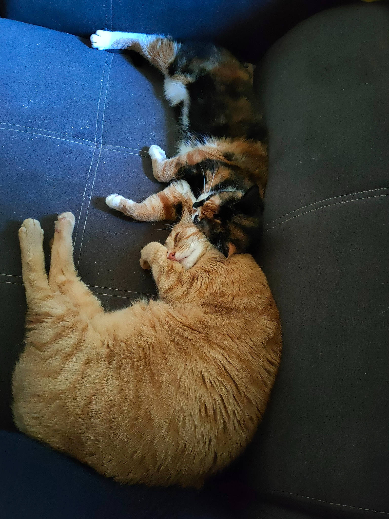 Prout participe au concours pour gagner de l'argent avec cette photo : canidae, carnivore, cat, claw, comfort, dog_breed, domestic_short_haired_cat, fawn, felidae, foot, fur, gesture, nap, paw, small_to_medium_sized_cats, sporting_group, tail, terrestrial_animal, whiskers, wood