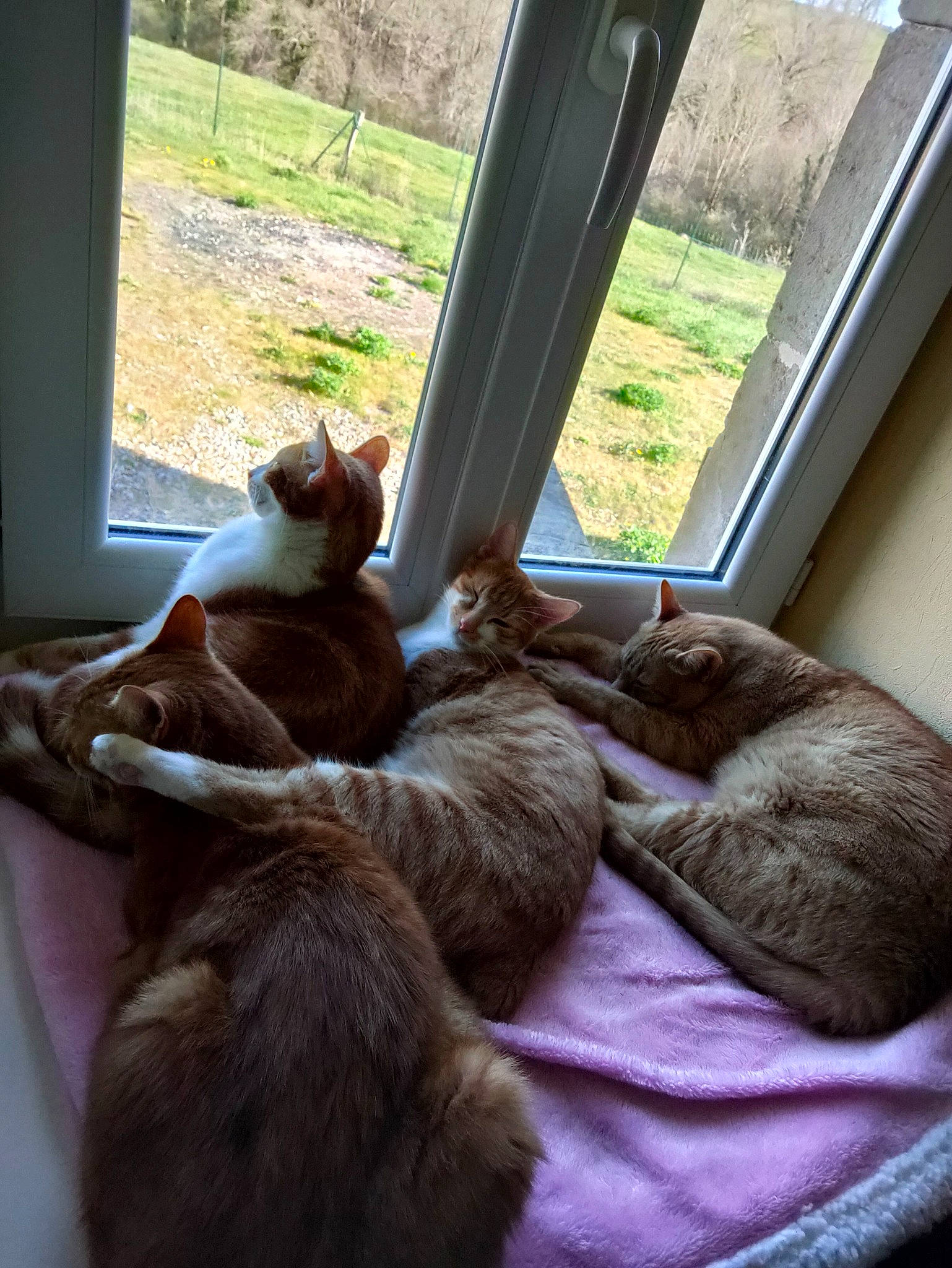 Pichotte a rejoint le concours — aidez-le/la à gagner de superbes lots ! brown, carnivore, cat, comfort, companion_dog, dog_breed, domestic_short_haired_cat, fawn, felidae, liver, plant, room, small_to_medium_sized_cats, sporting_group, tail, textile, tree, whiskers, window, wood