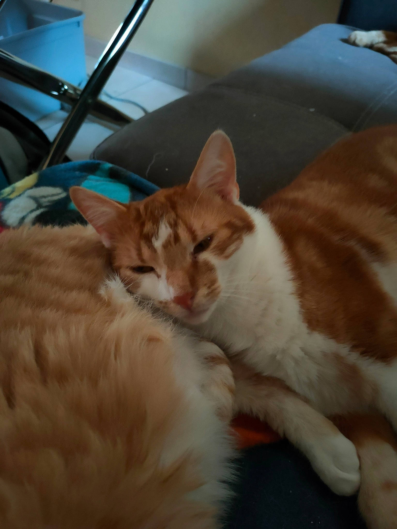 Pichotte a rejoint le concours — aidez-le/la à gagner de superbes lots ! carnivore, cat, chair, claw, comfort, domestic_short_haired_cat, fawn, felidae, foot, fur, paw, sitting, small_to_medium_sized_cats, snout, tail, whiskers, window