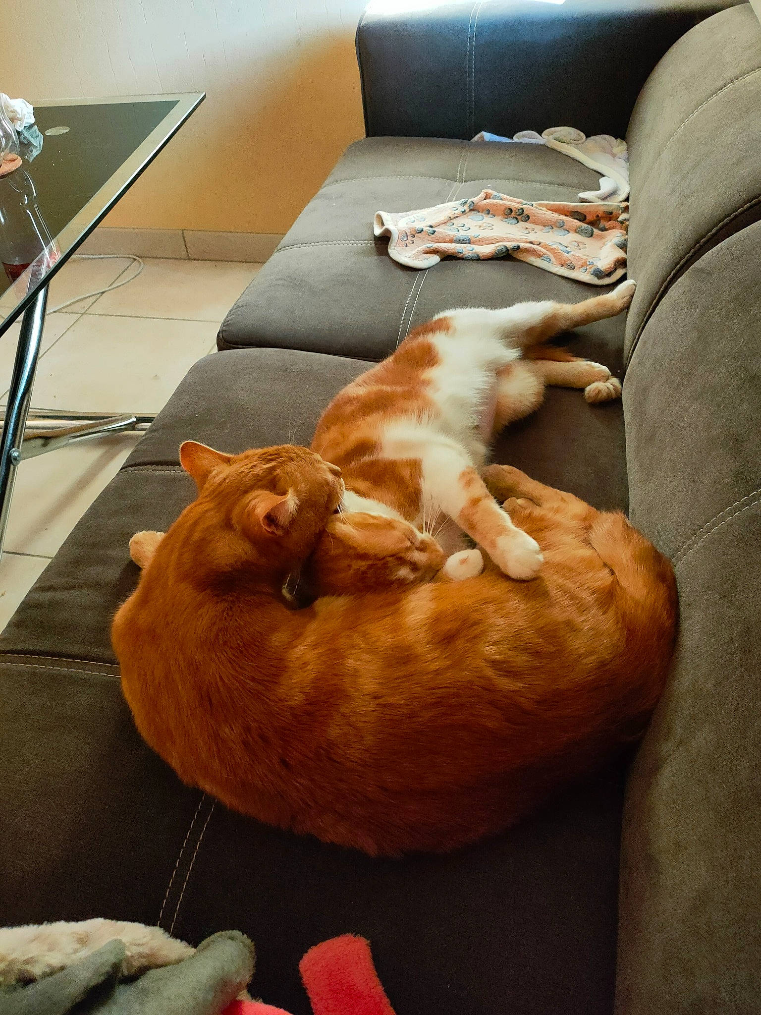 Pichotte a rejoint le concours — aidez-le/la à gagner de superbes lots ! carnivore, cat, comfort, companion_dog, couch, dog_breed, fawn, felidae, floor, flooring, fur, hardwood, liver, mammal, room, small_to_medium_sized_cats, sporting_group, tail, whiskers, wood