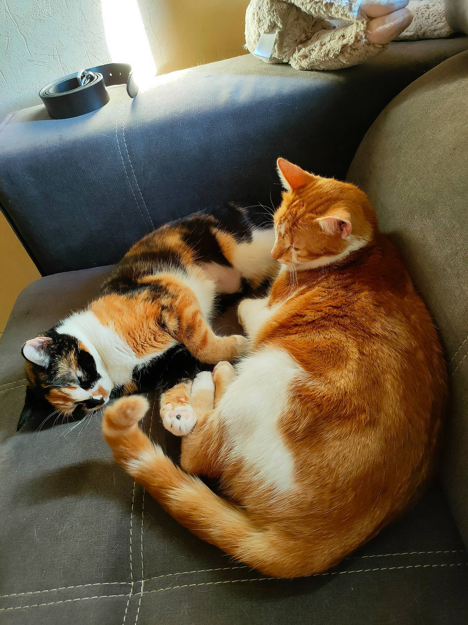 Pichotte a rejoint le concours — aidez-le/la à gagner de superbes lots ! brown, carnivore, cat, comfort, companion_dog, couch, dog_breed, domestic_short_haired_cat, fawn, felidae, flooring, fur, hardwood, mammal, paw, room, small_to_medium_sized_cats, tail, whiskers, wood