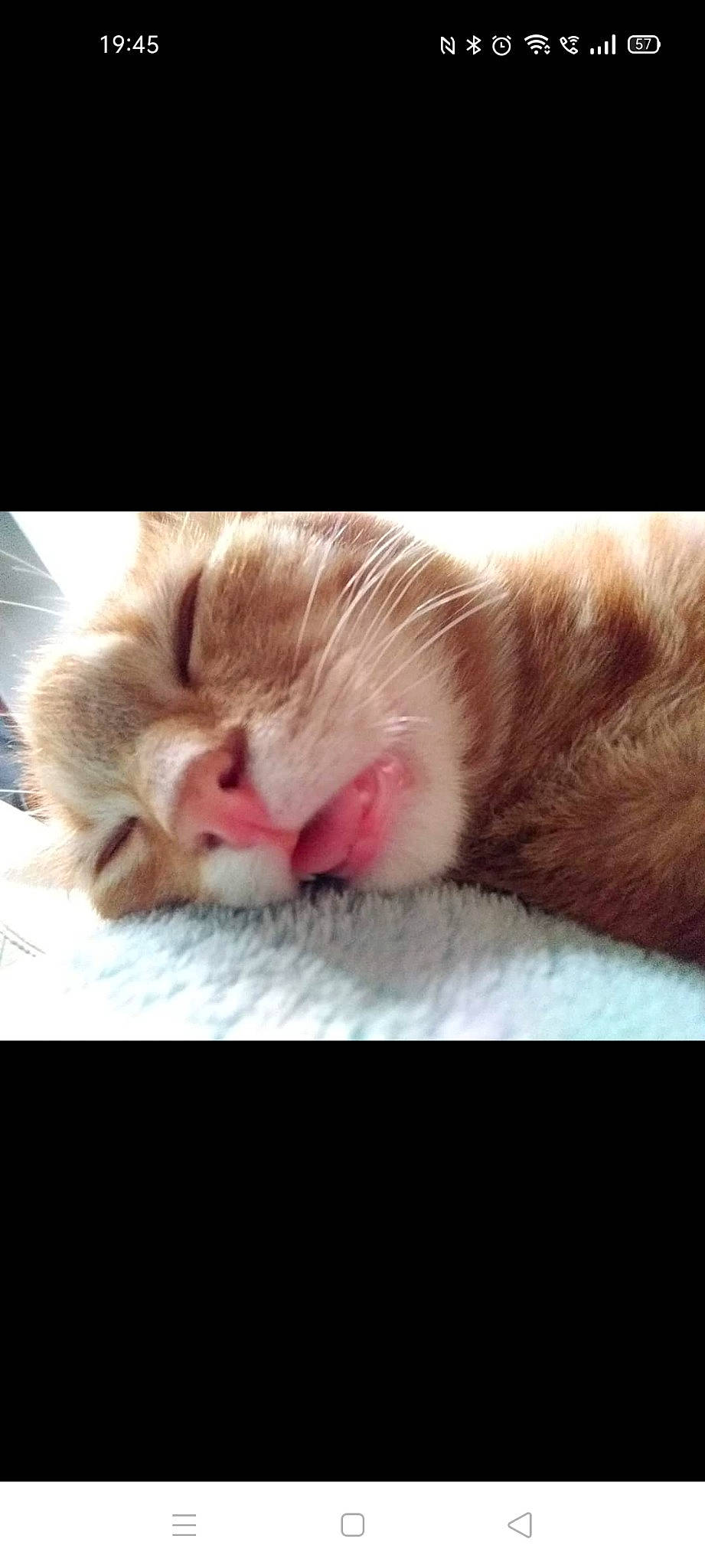 Patate a rejoint le concours — aidez-le/la à gagner de superbes lots ! beauty, carnivore, cat, close_up, cloud, comfort, domestic_short_haired_cat, ear, eye, eyelash, fawn, felidae, fur, head, human_body, mammal, small_to_medium_sized_cats, tail, vertebrate, whiskers