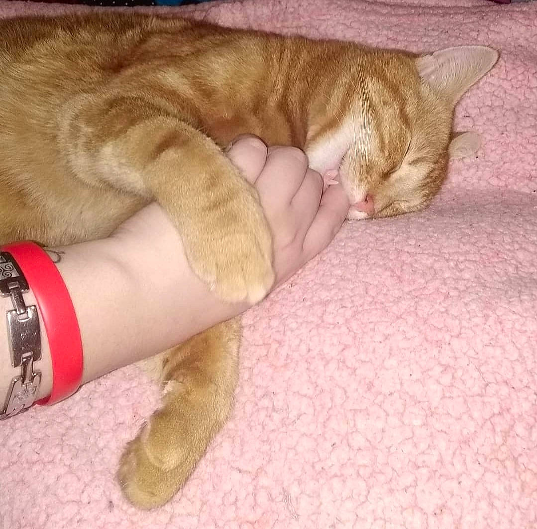 Patate participe au concours pour gagner de l'argent avec cette photo : carnivore, cat, comfort, fawn, felidae, foot, gesture, hand, human_body, human_leg, leg, nail, paw, small_to_medium_sized_cats, tail, thigh, thumb, toe, whiskers, wrist