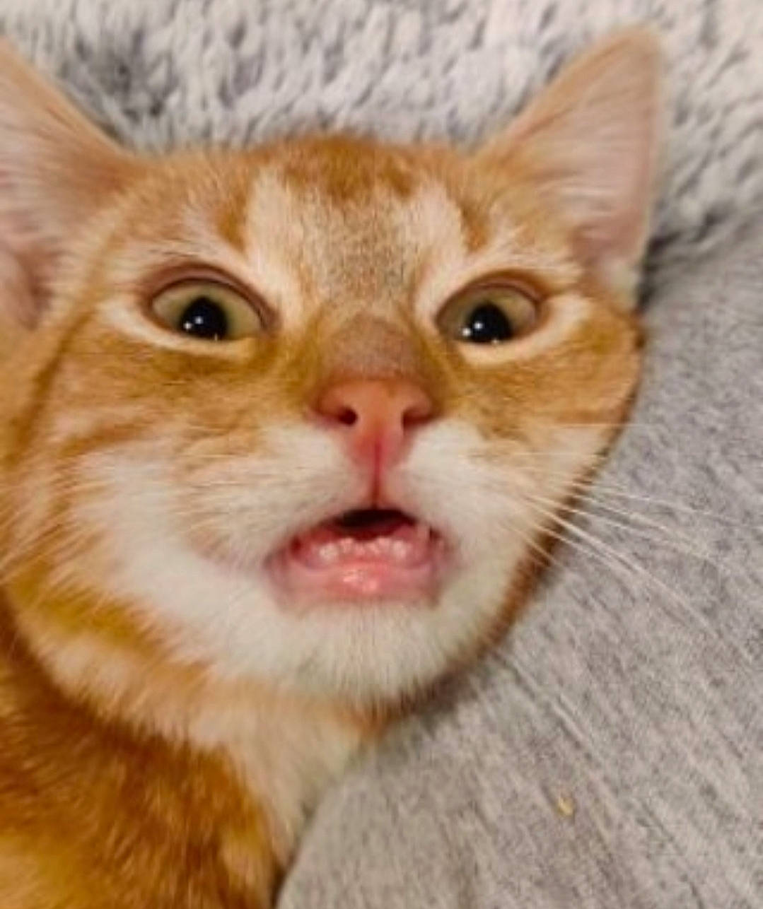 Patate a rejoint le concours — aidez-le/la à gagner de superbes lots ! carnivore, cat, close_up, domestic_short_haired_cat, ear, eye, fang, fawn, felidae, fur, paw, photo_caption, pleased, small_to_medium_sized_cats, snout, terrestrial_animal, whiskers, wildlife