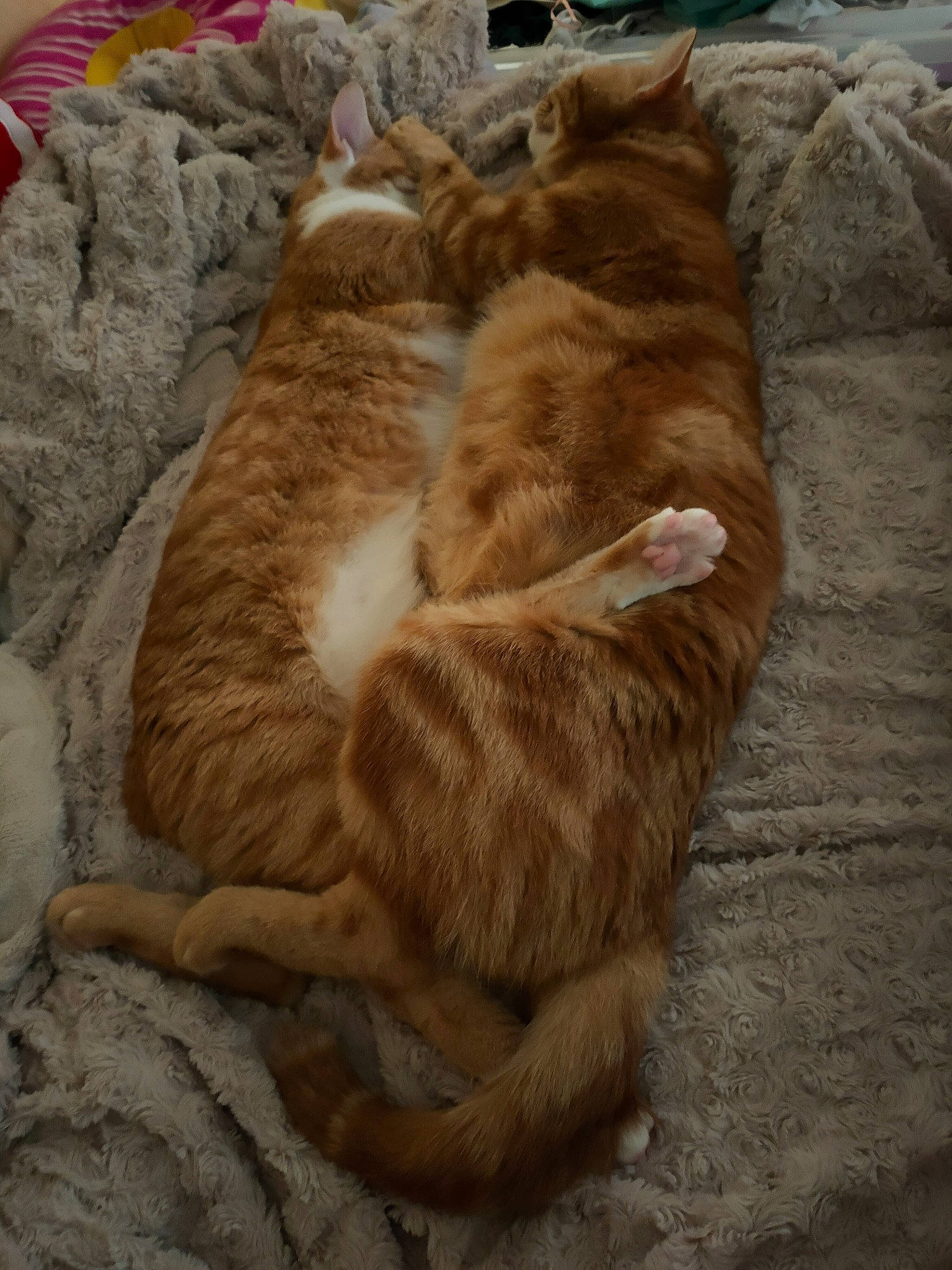 Pirate a rejoint le concours — aidez-le/la à gagner de superbes lots ! brown, carnivore, cat, claw, comfort, domestic_short_haired_cat, fawn, felidae, fur, nap, paw, small_to_medium_sized_cats, tail, terrestrial_animal, tree, whiskers, wood