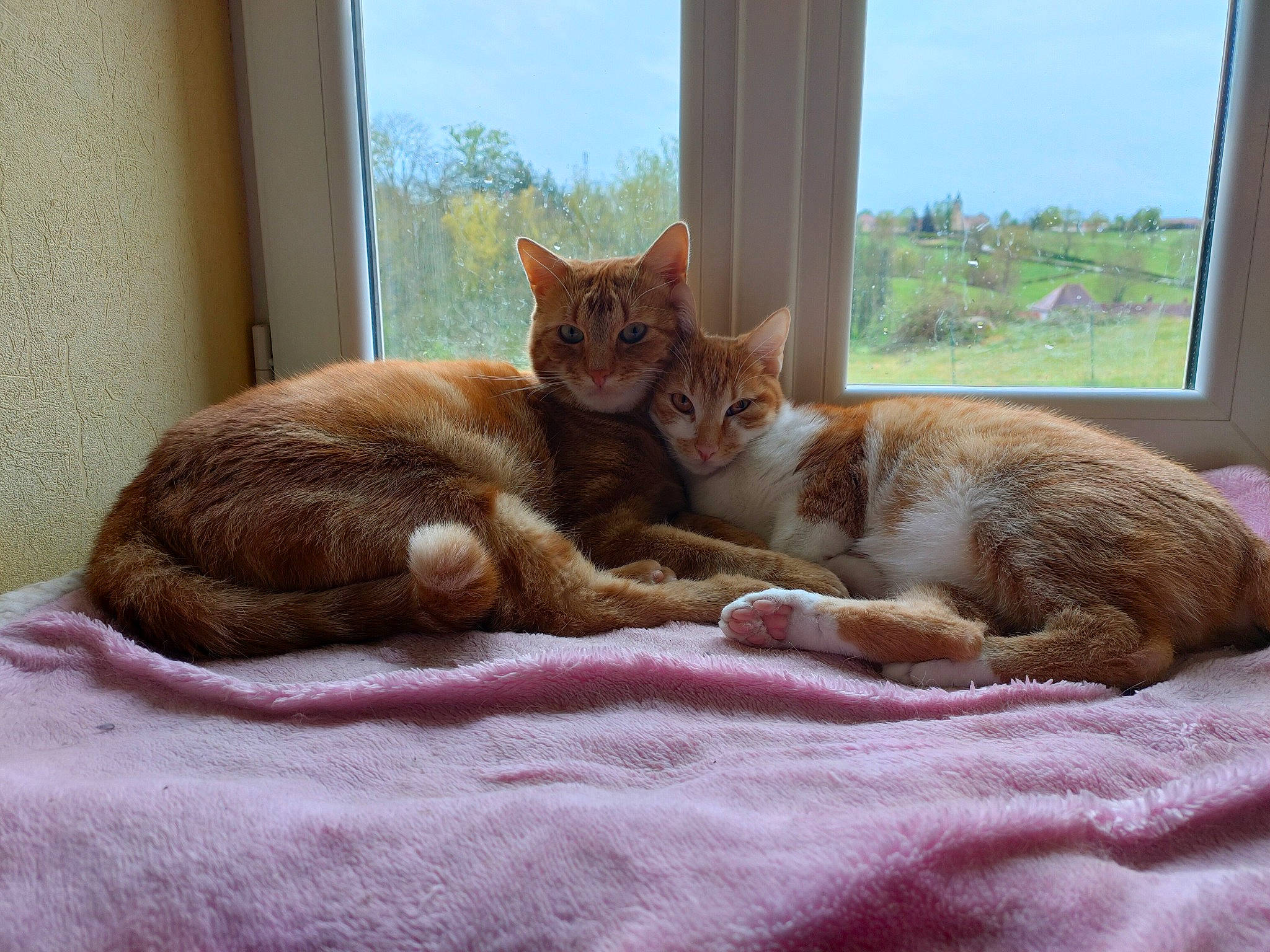 Pirate a rejoint le concours — aidez-le/la à gagner de superbes lots ! carnivore, cat, cat_supply, claw, comfort, domestic_short_haired_cat, fawn, felidae, fur, linens, plant, sky, small_to_medium_sized_cats, snout, tail, textile, tree, whiskers, window, wood