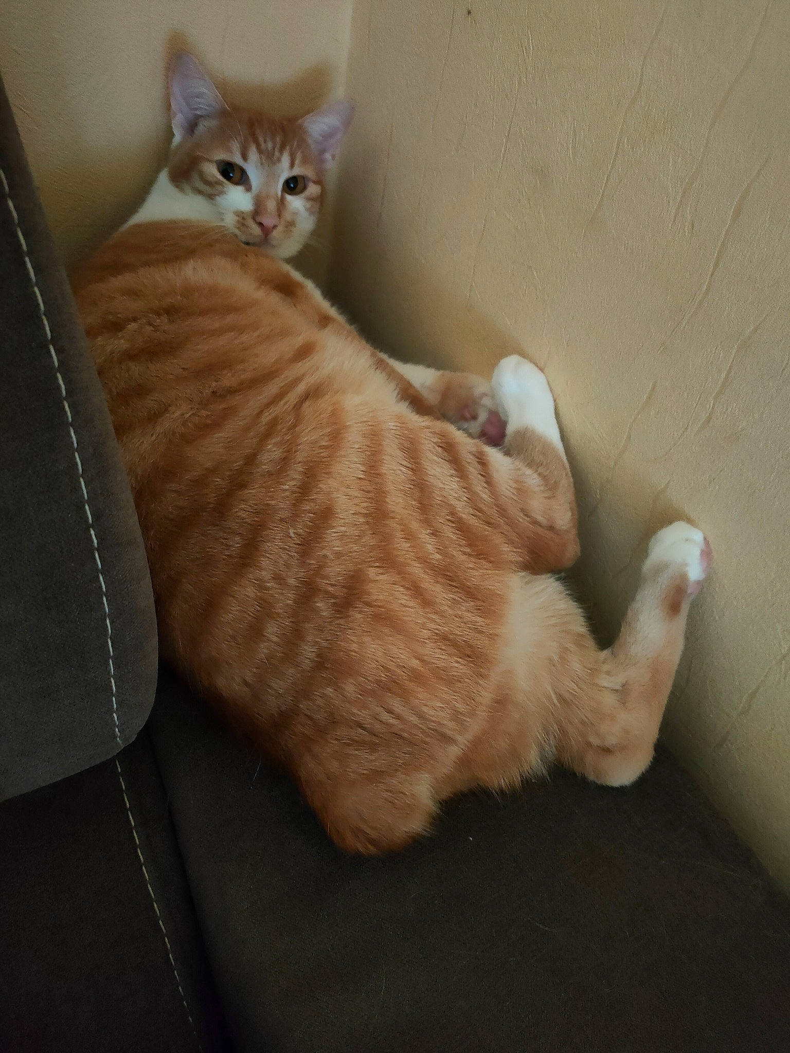 Pirate participe au concours pour gagner de l'argent avec cette photo : carnivore, cat, claw, comfort, domestic_short_haired_cat, fawn, felidae, flooring, foot, fur, hardwood, paw, room, sitting, small_to_medium_sized_cats, tail, terrestrial_animal, whiskers, wood