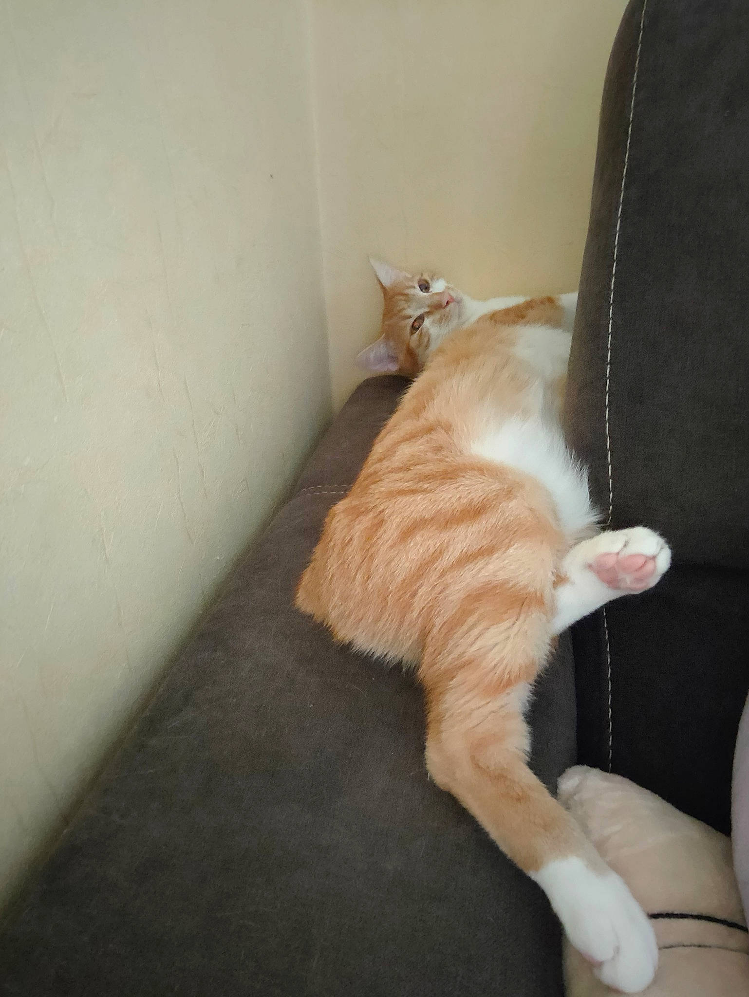 Pirate a rejoint le concours — aidez-le/la à gagner de superbes lots ! carnivore, cat, chair, comfort, couch, domestic_short_haired_cat, fawn, felidae, flooring, foot, fur, hardwood, human_leg, paw, small_to_medium_sized_cats, snout, sporting_group, tail, whiskers, wood