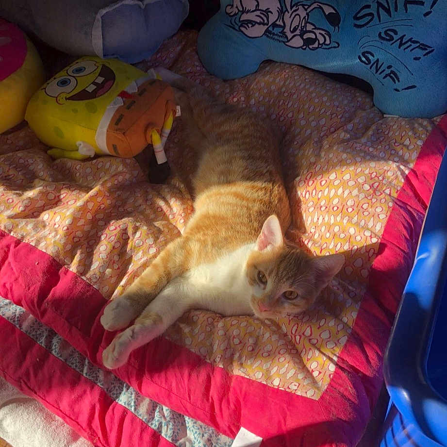 Pirate a rejoint le concours — aidez-le/la à gagner de superbes lots ! art, bed, bed_sheet, bedding, carnivore, cat, comfort, domestic_short_haired_cat, fawn, felidae, fur, linens, mammal, orange, room, small_to_medium_sized_cats, tail, textile, whiskers, wood