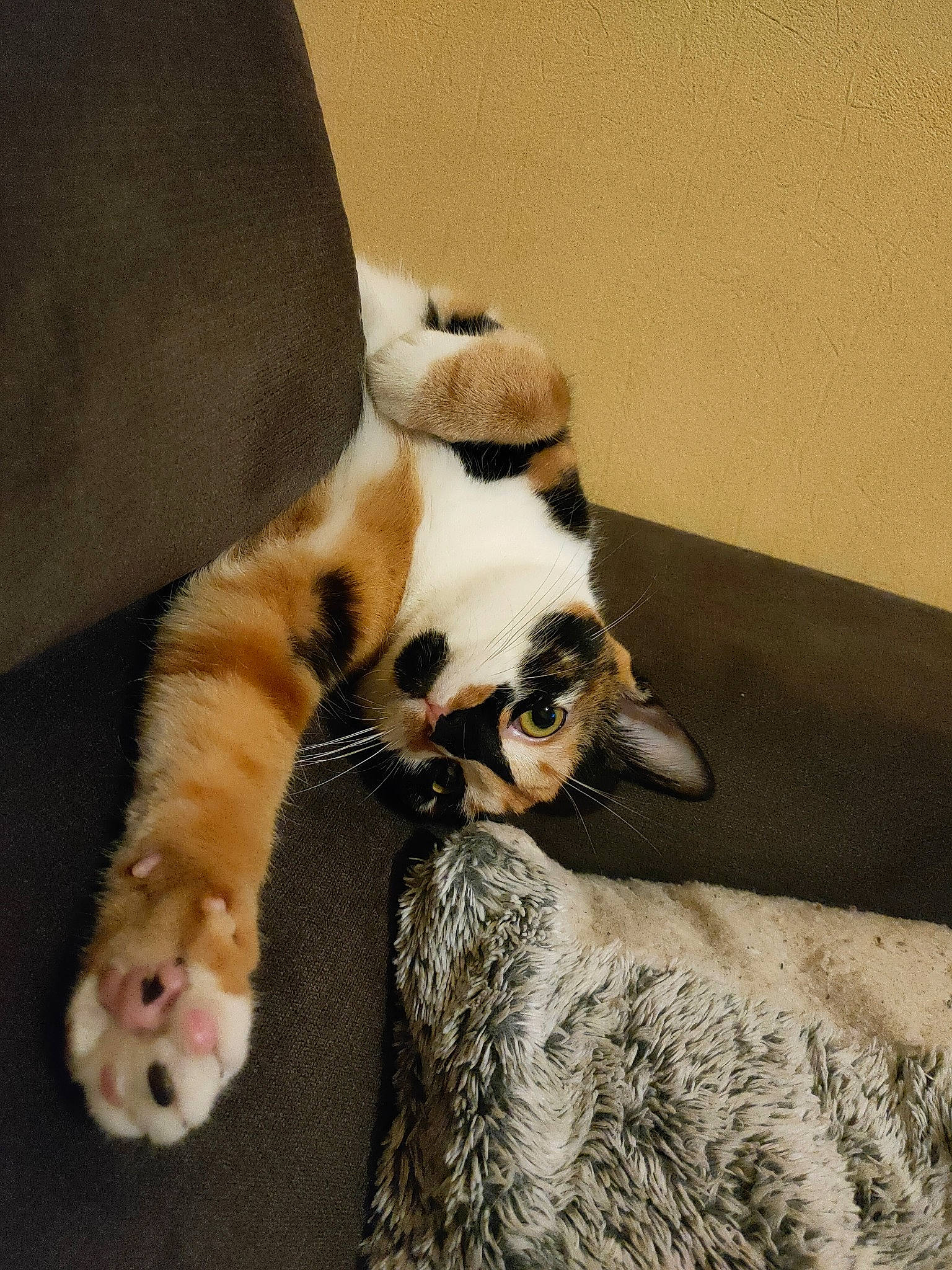 Pancake La Naine a rejoint le concours — aidez-le/la à gagner de superbes lots ! canidae, carnivore, cat, claw, comfort, companion_dog, couch, dog_breed, domestic_short_haired_cat, fawn, felidae, fur, nap, paw, small_to_medium_sized_cats, snout, sporting_group, tail, whiskers, wood