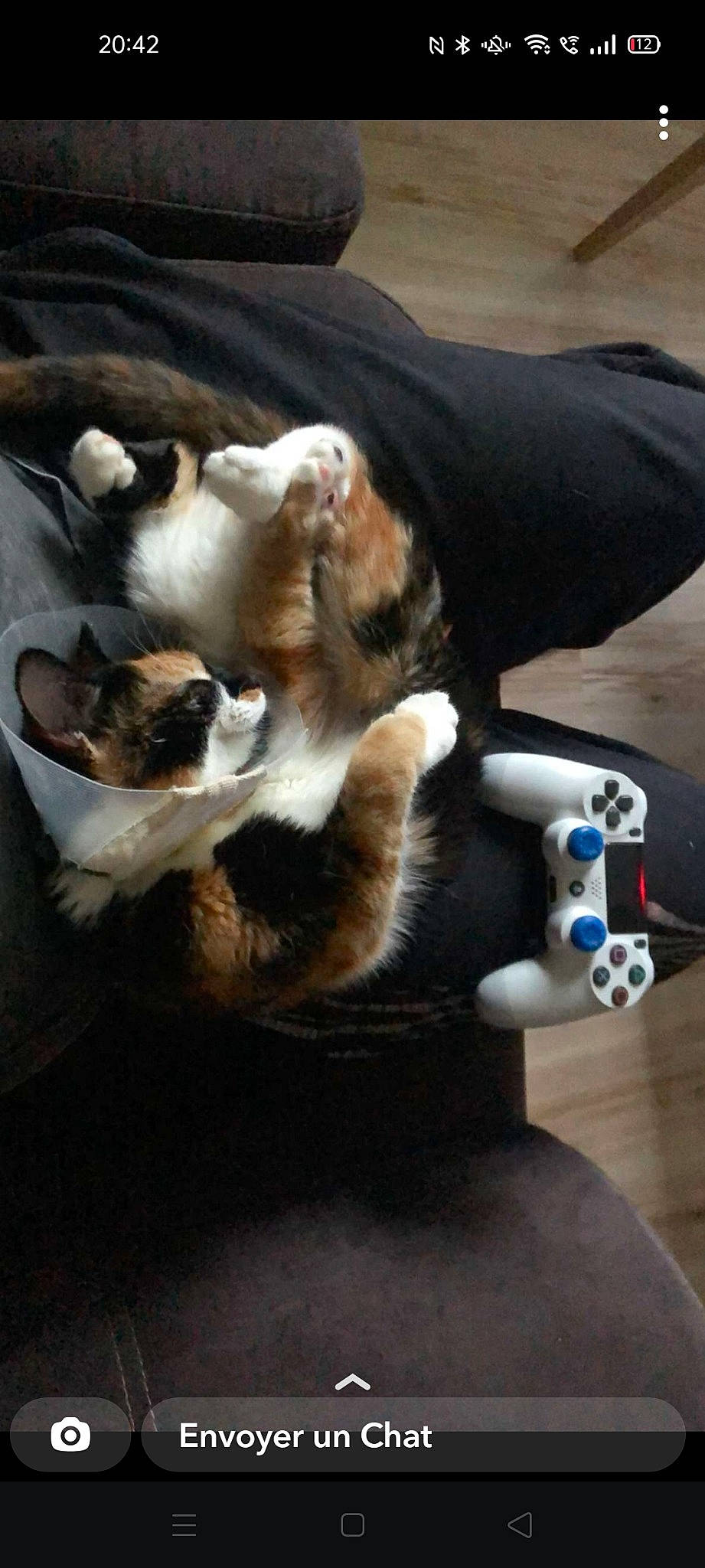 Pancake La Naine a rejoint le concours — aidez-le/la à gagner de superbes lots ! canidae, carnivore, cat, claw, comfort, companion_dog, dog_breed, domestic_short_haired_cat, electric_blue, felidae, fur, hardwood, lap, paw, small_to_medium_sized_cats, sporting_group, tail, vertebrate, whiskers, wood