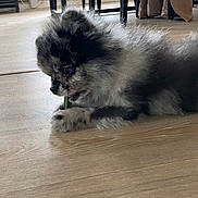 Rio a rejoint le concours — aidez-le/la à gagner de superbes lots ! dog, puppy, lying_down, chewing, wooden_floor, indoor, furniture, chair, table, cozy, pet, animal, fur, black, grey, small_dog, domestic, cute, floor, relaxed