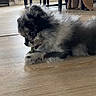 dog, puppy, lying_down, chewing, wooden_floor, indoor, furniture, chair, table, cozy, pet, animal, fur, black, grey, small_dog, domestic, cute, floor, relaxed