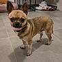 animal, brown_dog, chihuahua, collar, cute, dog, dog_bed, domestic_animal, ears, floor, furniture, home, indoor, looking_at_camera, pet, shadow, small_dog, standing, tile_floor, toy