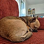 blanket, brown_fur, cabinet, couch, cozy, curled_up, dog, domestic, ears, furniture, home, indoor, pet, quiet, relaxation, resting, sleeping, snout, tail, window