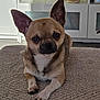 Anatole a rejoint le concours — aidez-le/la à gagner de superbes lots ! animal, brown, carpet, chihuahua, closeup, cozy, cute, decor, dog, ears, face, furniture, home, indoor, paw, pet, portrait, relaxed, small_dog, white