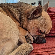 Anatole a rejoint le concours — aidez-le/la à gagner de superbes lots ! animal, blanket, canine, close_up, cozy, curled_up, cute, dog, domestic_animal, fur, indoor, paw, pet, quiet, relaxation, resting, sleeping, snug, soft, tail