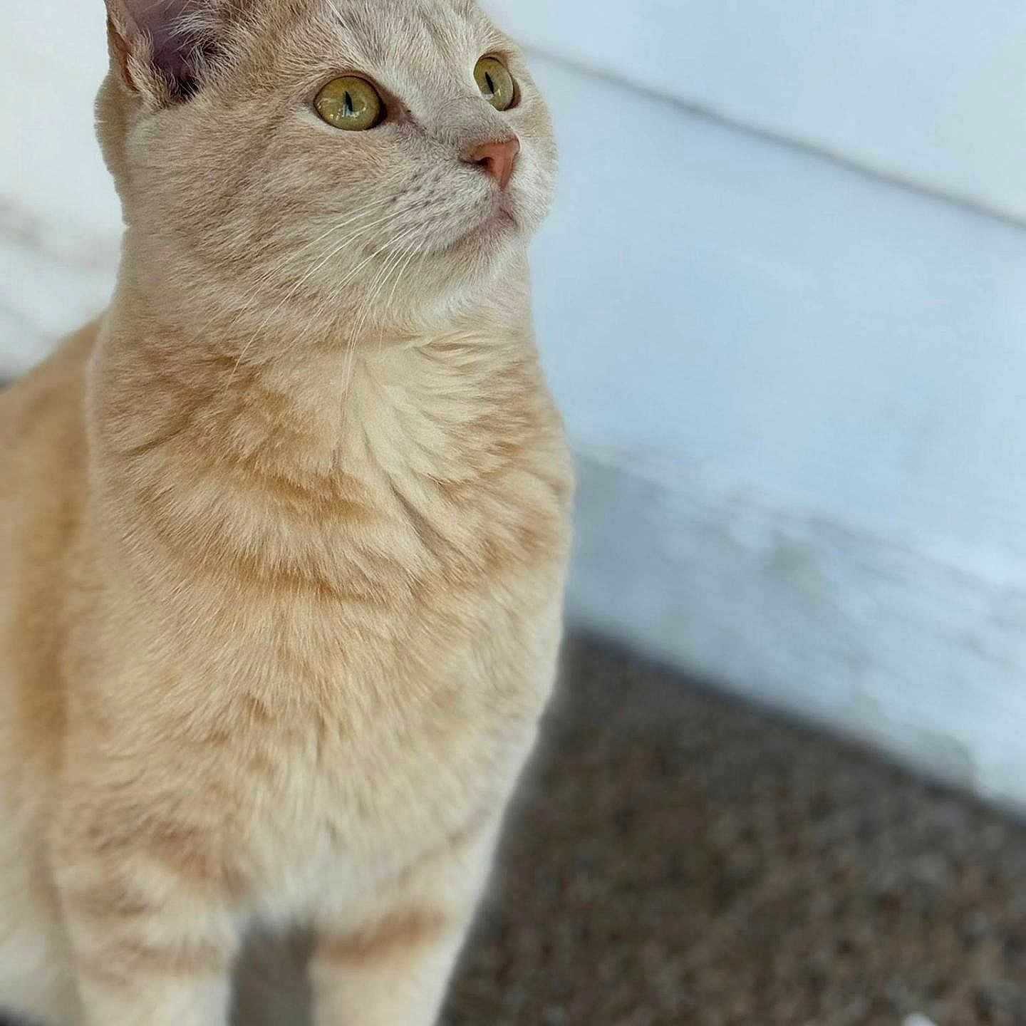 Benito joined the competition — help win amazing prizes! animal, background, cat, close_up, cream_colored, curious, cute, domestic_cat, ears, eyes, feline, focused, fur, indoor, pet, portrait, sitting, soft_light, texture, whiskers