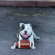 Leo The Terrorizer joined the competition — help win amazing prizes! dog, american_football, asphalt, outdoor, pet, animal, playful, tongue_out, black_and_white, lying_down, happy, sports, ball, canine, closeup, summer, sunlight, pavement, collar, resting