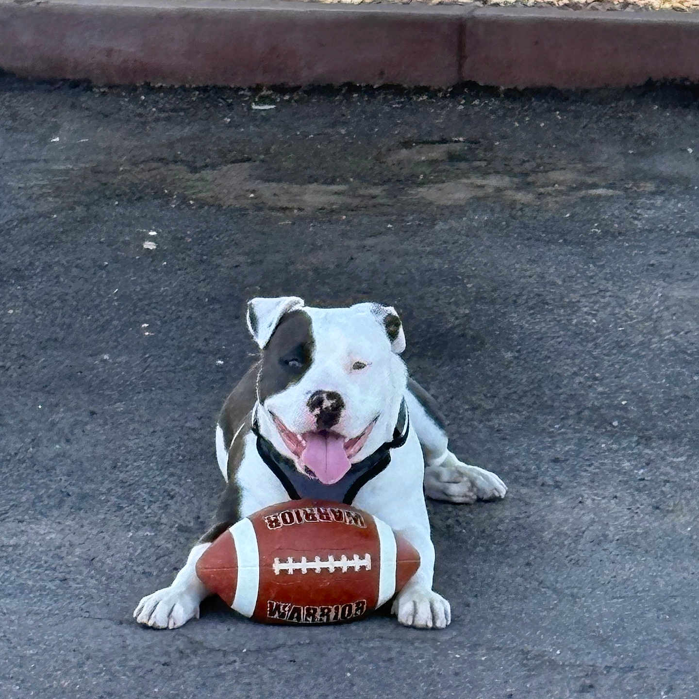 Leo The Terrorizer joined the competition — help win amazing prizes! dog, american_football, asphalt, outdoor, pet, animal, playful, tongue_out, black_and_white, lying_down, happy, sports, ball, canine, closeup, summer, sunlight, pavement, collar, resting