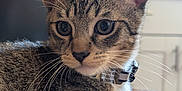 Dash joined the competition — help win amazing prizes! cat, tabby, close_up, whiskers, collar, tag, fur, indoor, wooden_surface, curious, pet, animal, kitten, resting, eyes, focus, kitchen, background, domestic, feline