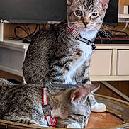 Dash is registered to the contest to win money with this photo: cat, tabby_cat, indoor, pet, feline, collar, sleeping, sitting, wooden_basin, furniture, domestic_animal, resting, cute, animal, whiskers, ears, fur, relaxed, curious, household