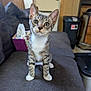 Dash is registered to the contest to win money with this photo: kitten, cat, tabby, pet, indoor, sofa, couch, curious, whiskers, paws, white_paws, feline, animal, cute, young, domestic, gray, furniture, tissue_box, ears