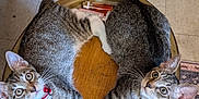 Kyle joined the competition — help win amazing prizes! cat, tabby_cat, pets, animal, indoor, wooden_table, floor_tile, vacuum_cleaner, collar, bell, curious, two_cats, paws, patterned_rug, looking_up, feline, fur, whiskers, ears, eyes