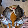 cat, tabby_cat, pets, animal, indoor, wooden_table, floor_tile, vacuum_cleaner, collar, bell, curious, two_cats, paws, patterned_rug, looking_up, feline, fur, whiskers, ears, eyes