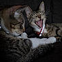 Kyle joined the competition — help win amazing prizes! cat, tabby, pet, animal, feline, collar, bell, resting, yawning, indoor, domestic, cute, fur, whiskers, sleepy, two_cats, closeup, dark_background, companion, relaxed