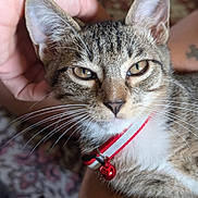 Kyle is registered to the contest to win money with this photo: cat, tabby, close_up, collar, bell, pet, hand, whiskers, feline, domestic_animal, animal, cute, relaxed, indoor, soft_light, fur, ears, eyes, face, companion