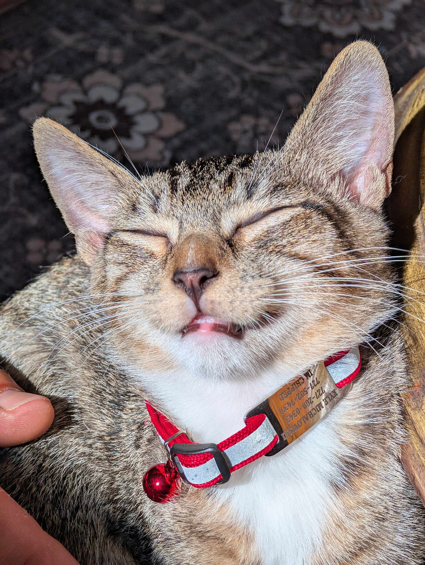 Kyle joined the competition — help win amazing prizes! cat, tabby, close_up, collar, bell, wooden_tag, pet, feline, whiskers, ears, face, smiling, relaxed, cozy, indoor, fur, animal, cute, domestic, happy