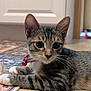 Kyle is registered to the contest to win money with this photo: kitten, tabby, cat, indoor, floor, collar, bell, whiskers, curious, pet, animal, feline, domestic, young, cute, fur, ears, paws, resting, closeup