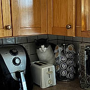 Cat Cat is registered to the contest to win money with this photo: cat, kitchen, toaster, coffee_pod_holder, countertop, wooden_cabinets, black_and_white_cat, appliance, domestic, curious, indoor, small_appliance, kitchen_utensil, spoon, yellow_lid, coffee_maker, tile_backsplash, electrical_outlet, black_appliance, corner