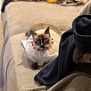 Pixie is registered to the contest to win money with this photo: siamese_cat, cat, pet, animal, blue_eyes, collar, pom_poms, couch, furniture, fabric, textile, indoor, home, close_up, portrait, beige, brown, black, white, colorful