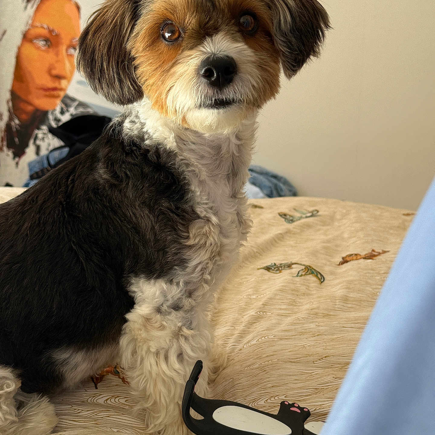 Volya participe au concours pour gagner de l'argent avec cette photo : animal, art, bed, black, brown, cozy, cute, decor, dog, fabric, fur, indoor, looking, painting, pattern, pet, portrait, sitting, toy, white