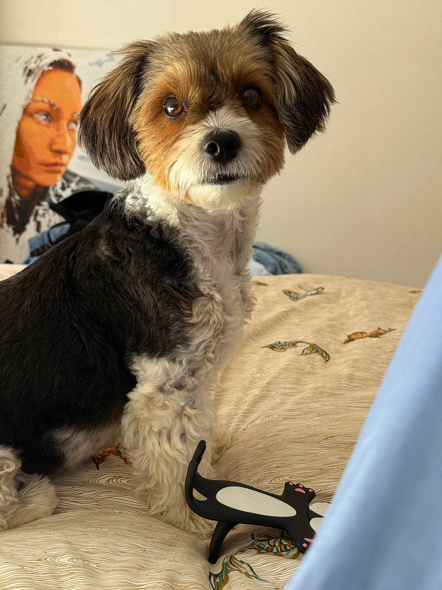 Volya participe au concours pour gagner de l'argent avec cette photo : dog, bed, indoor, portrait, toy, black, white, brown, fur, pattern, fabric, art, painting, animal, cute, pet, sitting, looking, cozy, decor