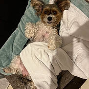 Volya participe au concours pour gagner de l'argent avec cette photo : dog, pet, bed, blanket, fur, ears, indoor, cozy, cute, small_dog, lying_down, looking_up, soft_texture, comfort, resting, floor, tile, brown, white, green