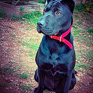 Utopia participe au concours pour gagner de l'argent avec cette photo : dog, black_dog, pet, collar, pink_collar, sitting, outdoor, garden, plants, greenery, earth, rocks, animal, canine, alert, portrait, fur, ears, nose, eyes