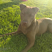 Little Girl joined the competition — help win amazing prizes! dog, grass, sunlight, outdoor, pet, animal, nature, canine, relaxed, lawn, afternoon, brown_coat, sunshine, resting, mammal, field, daylight, summer, closeup, peaceful