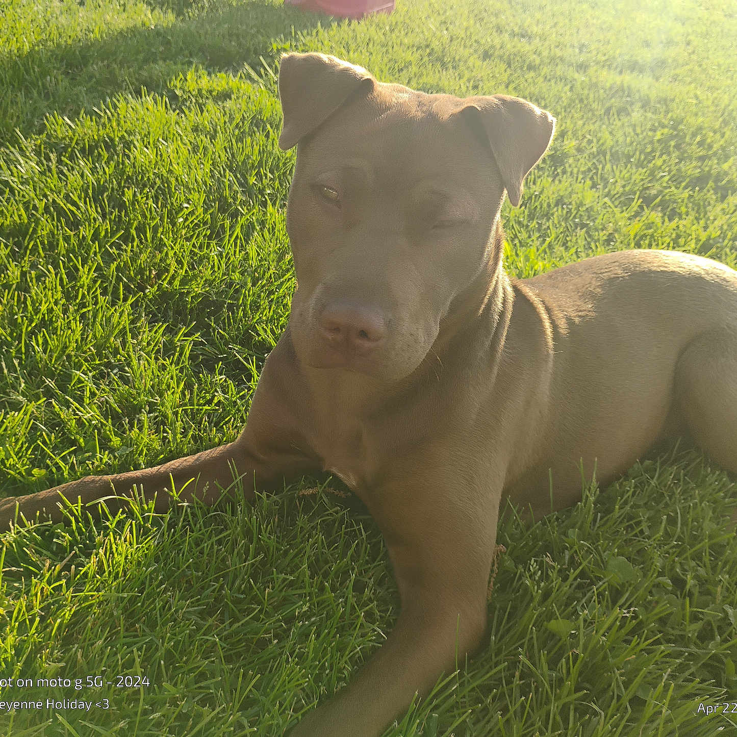 Little Girl joined the competition — help win amazing prizes! dog, grass, sunlight, outdoor, pet, animal, nature, canine, relaxed, lawn, afternoon, brown_coat, sunshine, resting, mammal, field, daylight, summer, closeup, peaceful