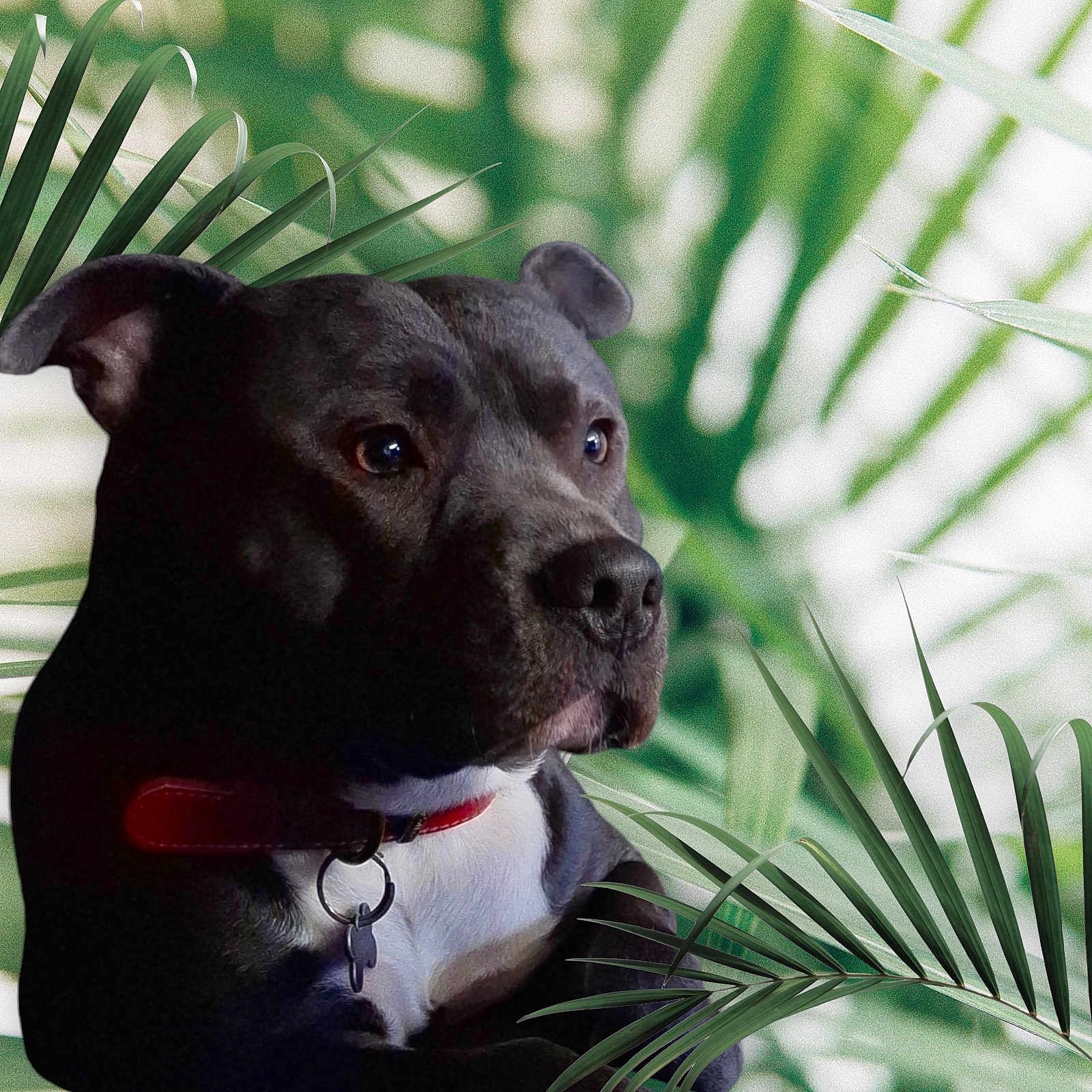 Niglo a rejoint le concours — aidez-le/la à gagner de superbes lots ! animal, boxer, bulldog, canine, dog, face, frenchbulldog, head, hound, labradorretriever, leaf, panther, person, pet, pitbull, plant, puppy, snout, tree, vegetation