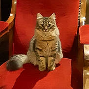 Lili participe au concours pour gagner de l'argent avec cette photo : cat, tabby_cat, fluffy, sitting, red_chair, velvet, furniture, indoor, pet, animal, curious, feline, domestic_cat, wooden_armrest, shadow, portrait, cozy, seat, cute, alert