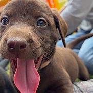 Lucy is registered to the contest to win money with this photo: animal, brown, close_up, collar, cute, dog, ears, fence, grass, happy, joyful, muzzle, outdoor, person, pet, playful, puppy, smiling, tongue_out, young